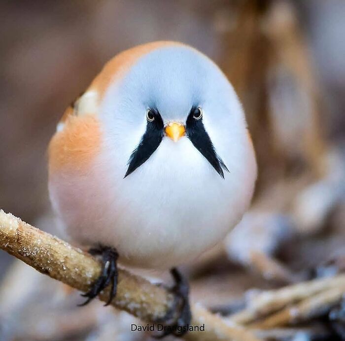 Bearded Reedling: The Tiny Mustached Acrobat