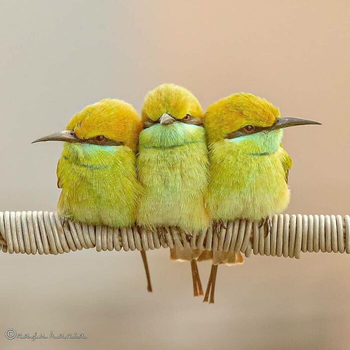 Green Bee-Eater: The Slick Insect Assassin