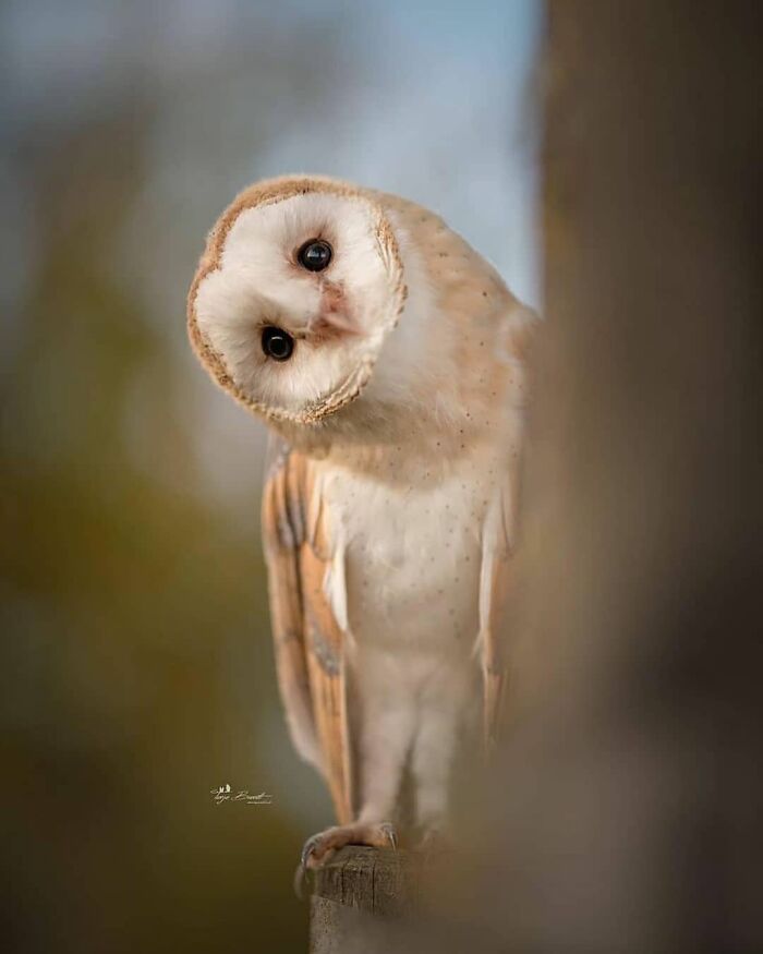 Barn Owl: The Ghostly Night Prowler