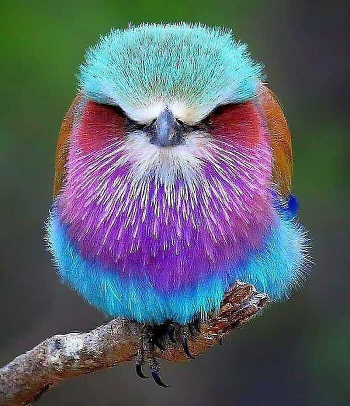 Lilac-Breasted Roller: The Rainbow Rocket