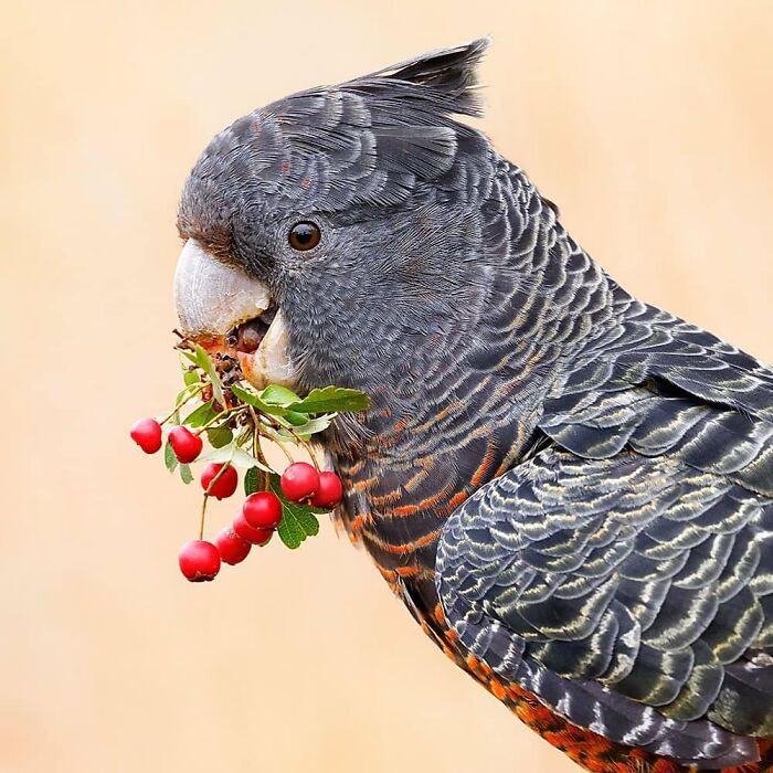 Gang-Gang Cockatoo: The Wispy Hair Icon