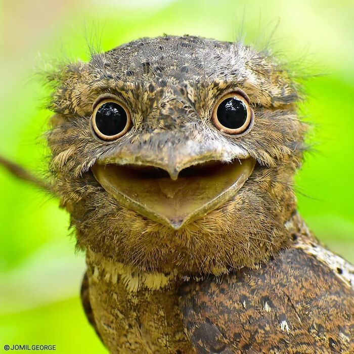 Sri Lanka Frogmouth: The Master of Disguise