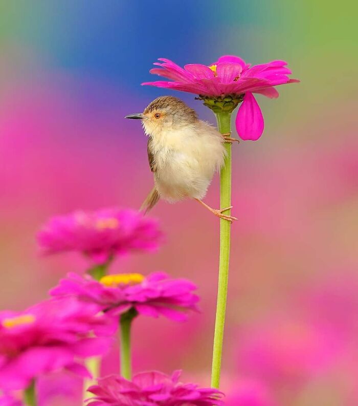 Tawny-Flanked Prinia: Tail Twitcher Extraordinaire