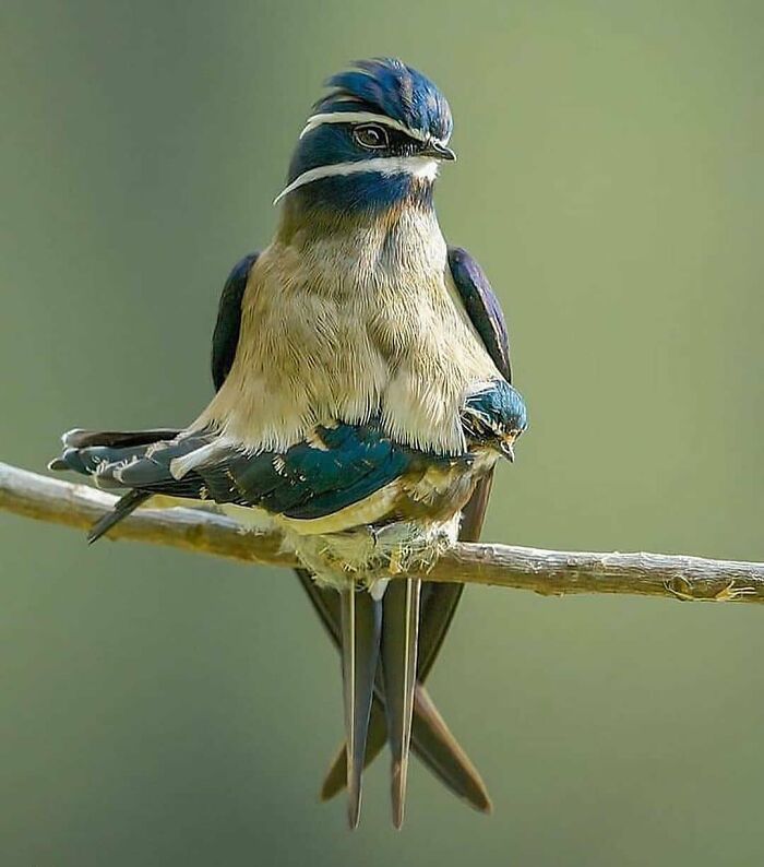 Whiskered Tree Swift: The Airborne Eyebrows