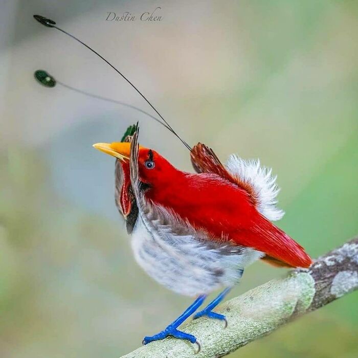 King Bird-Of-Paradise: Tiny Jewel with a Big Personality