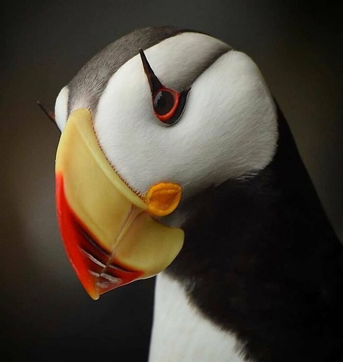 Horned Puffin: North Pacific’s Clown with Horns