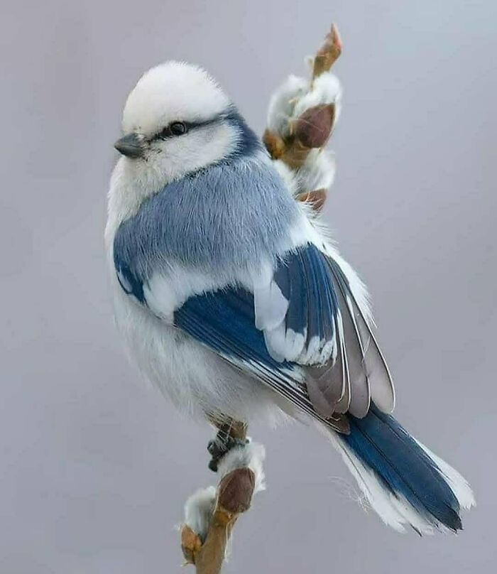 Azure Tit: Snowy Hipster of the North