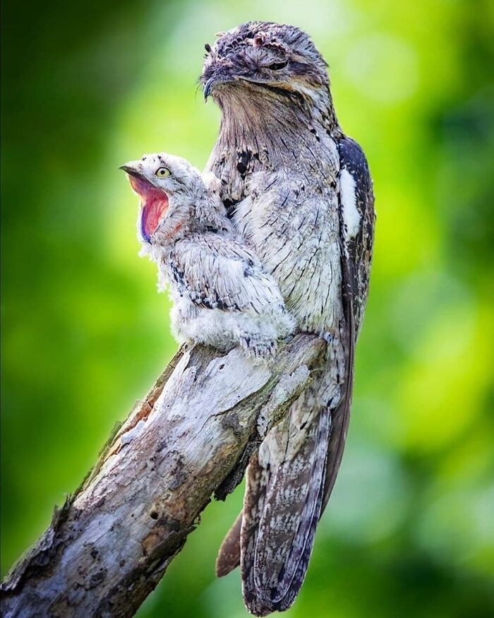 Northern Potoo: The Still Life Master