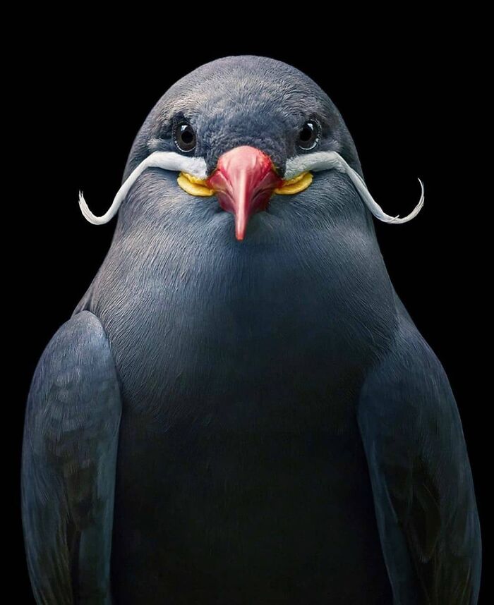 Inca Tern: The Mustache You Wish You Had