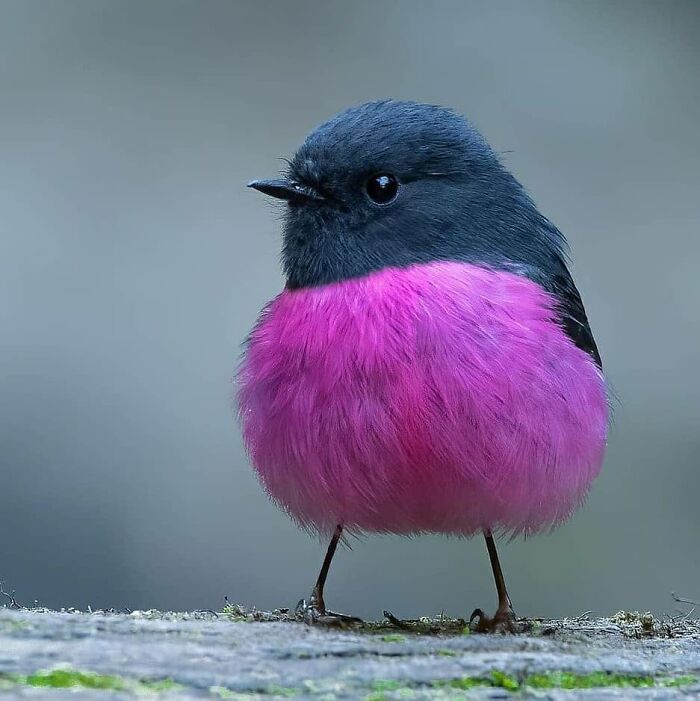 Pink Robin: The Cotton Candy Bird