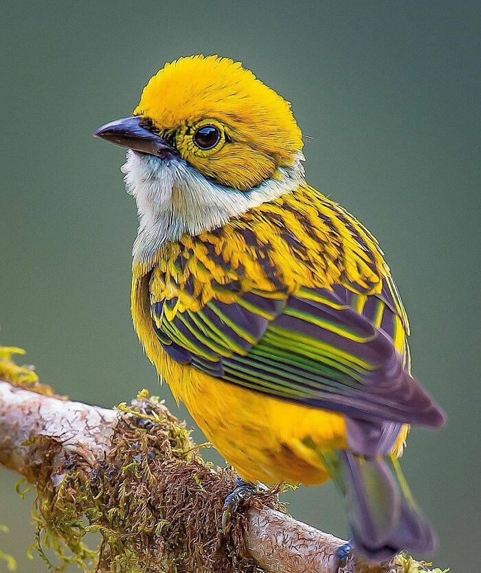 Silver-Throated Tanager: The Flashiest Necklace in Town