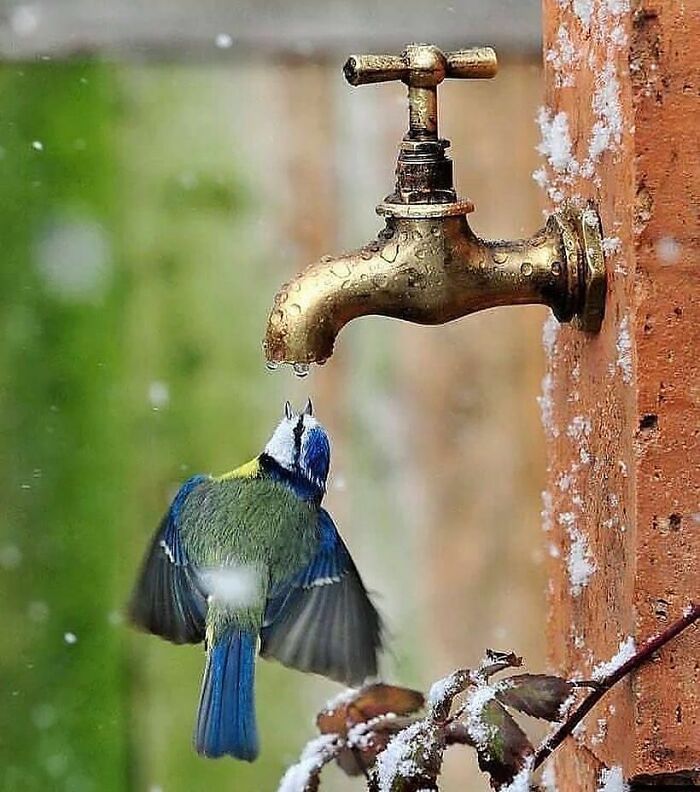 Blue Tit: The Tiny Blue Dynamo