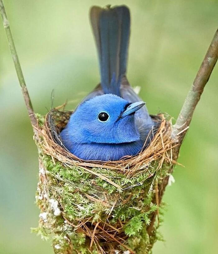 Black-Naped Monarch: Blue Lightning on the Forest Patrol