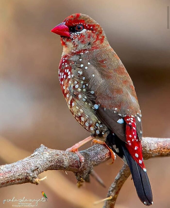 Red Avadavat: The Strawberry Finch Flaunting the Fashion