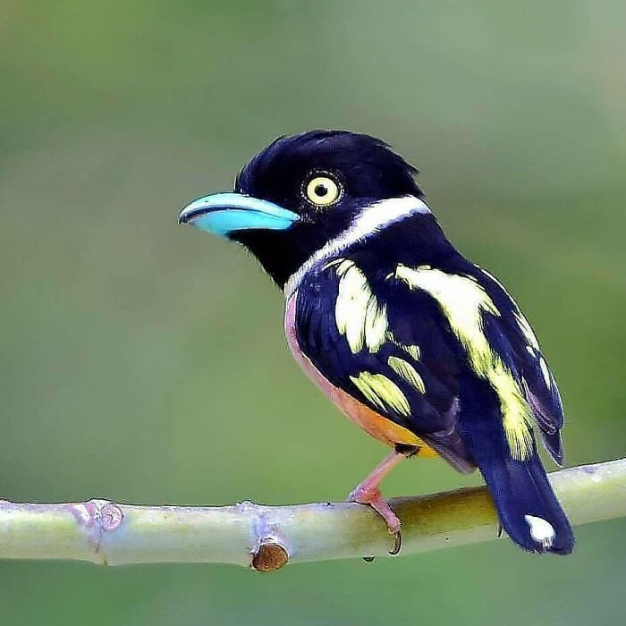 Black-and-Yellow Broadbill: Cartoon Bird Extraordinaire