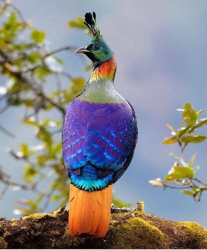 Himalayan Monal: Royal Glow in the Mountains