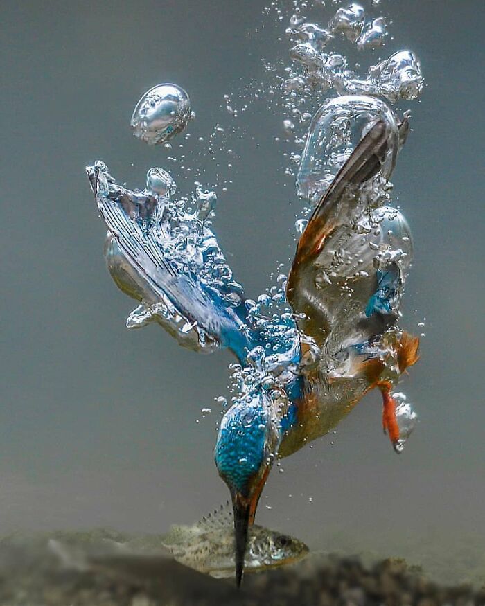 Common Kingfisher: Nature’s Electric Fisherman