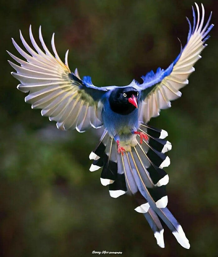 Taiwan Blue Magpie: The Blue-Blooded Showstopper