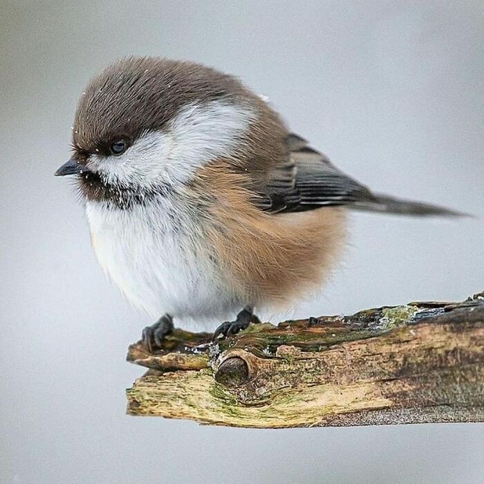 Grey-Headed Chickadee: The Arctic Ninja