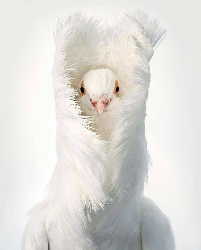 Wait, They Actually Ranked That?! 50 Birds So Stunning You'll Do a Double Take