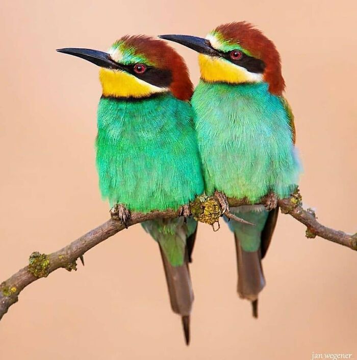 Wait, They Actually Ranked That?! 50 Birds So Stunning You'll Do a Double Take