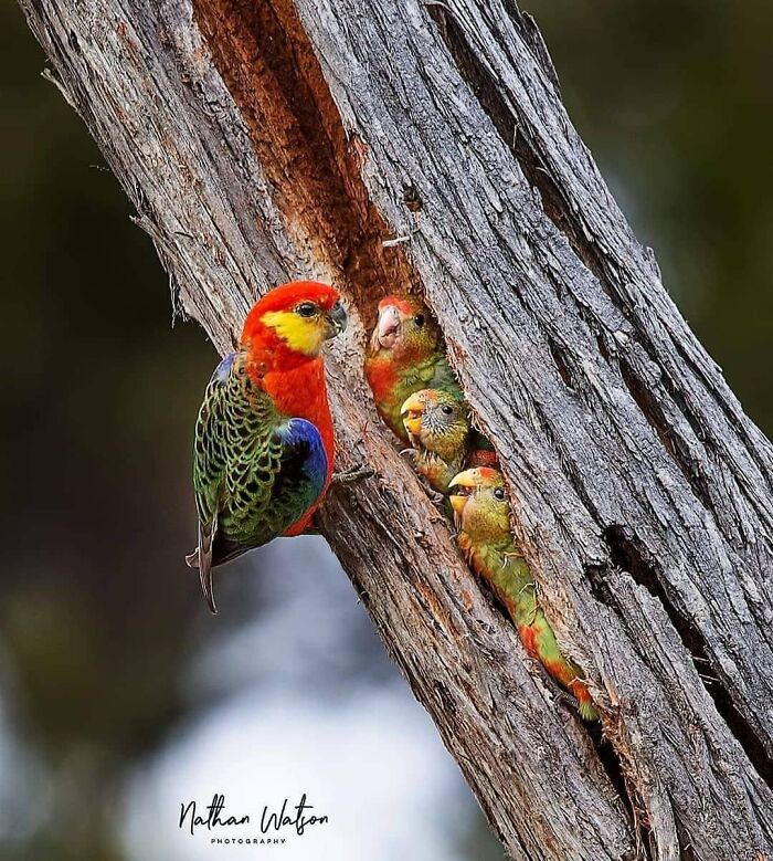 Wait, They Actually Ranked That?! 50 Birds So Stunning You'll Do a Double Take