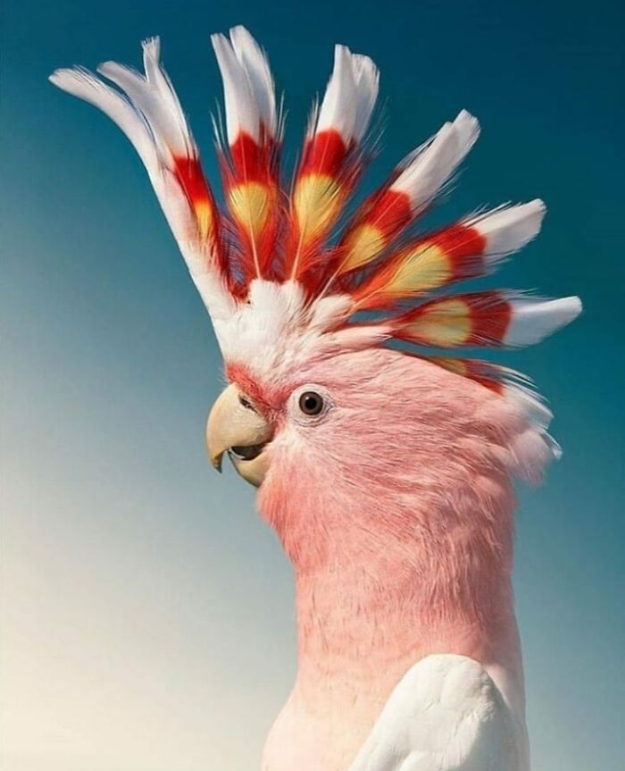 Wait, They Actually Ranked That?! 50 Birds So Stunning You'll Do a Double Take