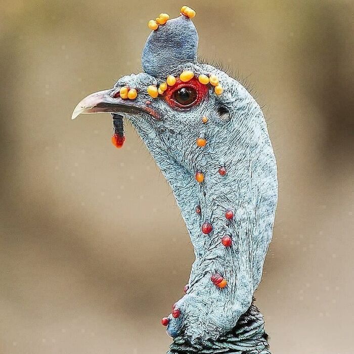 Wait, They Actually Ranked That?! 50 Birds So Stunning You'll Do a Double Take