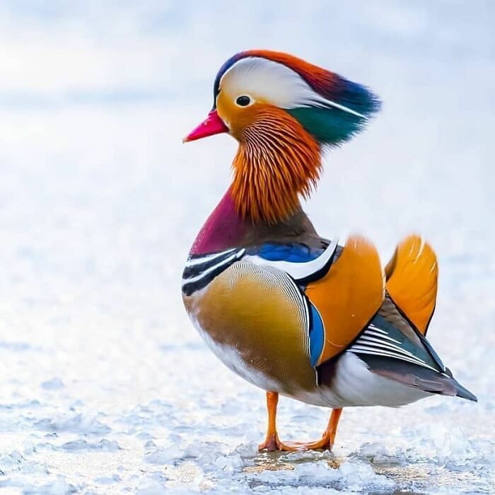 Wait, They Actually Ranked That?! 50 Birds So Stunning You'll Do a Double Take