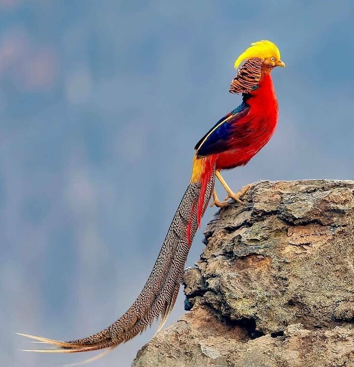 Wait, They Actually Ranked That?! 50 Birds So Stunning You'll Do a Double Take