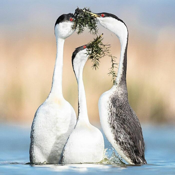 Wait, They Actually Ranked That?! 50 Birds So Stunning You'll Do a Double Take