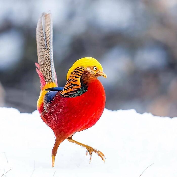Wait, They Actually Ranked That?! 50 Birds So Stunning You'll Do a Double Take