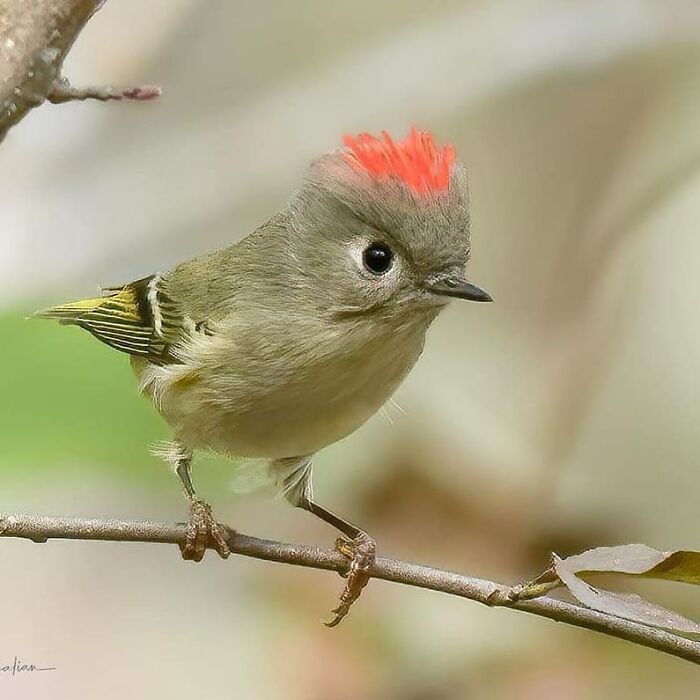 Wait, They Actually Ranked That?! 50 Birds So Stunning You'll Do a Double Take