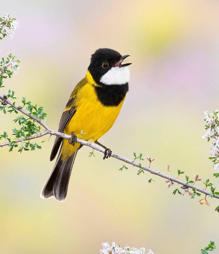 Wait, They Actually Ranked That?! 50 Birds So Stunning You'll Do a Double Take