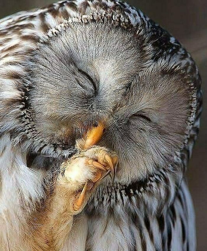 Wait, They Actually Ranked That?! 50 Birds So Stunning You'll Do a Double Take