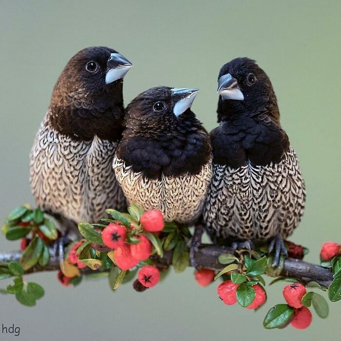 Wait, They Actually Ranked That?! 50 Birds So Stunning You'll Do a Double Take