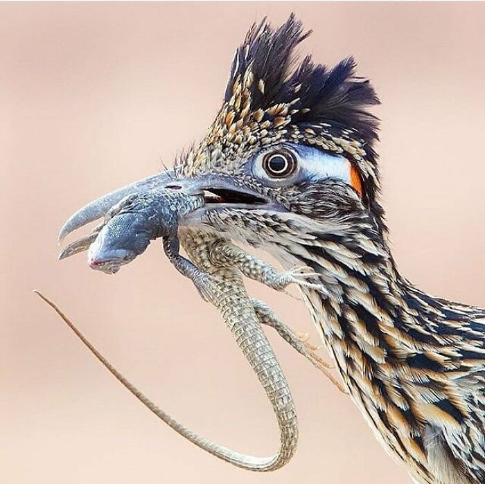 Wait, They Actually Ranked That?! 50 Birds So Stunning You'll Do a Double Take