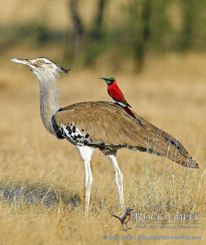 Wait, They Actually Ranked That?! 50 Birds So Stunning You'll Do a Double Take