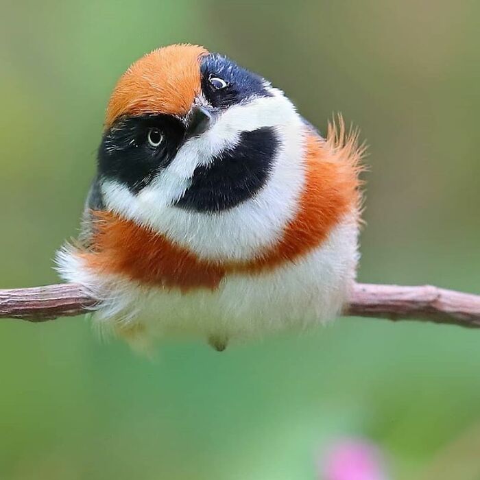 Wait, They Actually Ranked That?! 50 Birds So Stunning You'll Do a Double Take