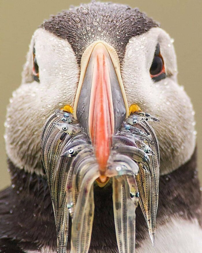 Wait, They Actually Ranked That?! 50 Birds So Stunning You'll Do a Double Take