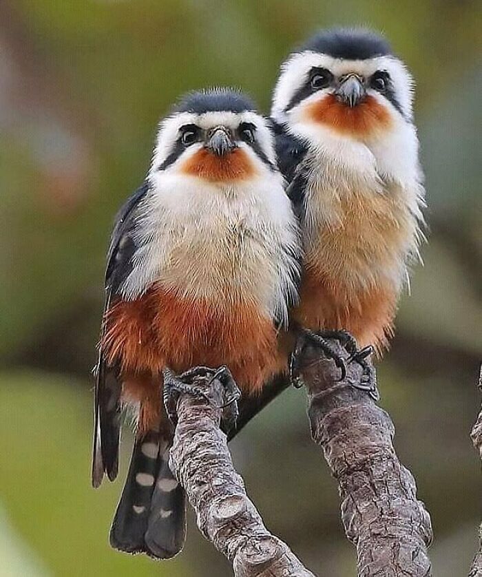 Wait, They Actually Ranked That?! 50 Birds So Stunning You'll Do a Double Take