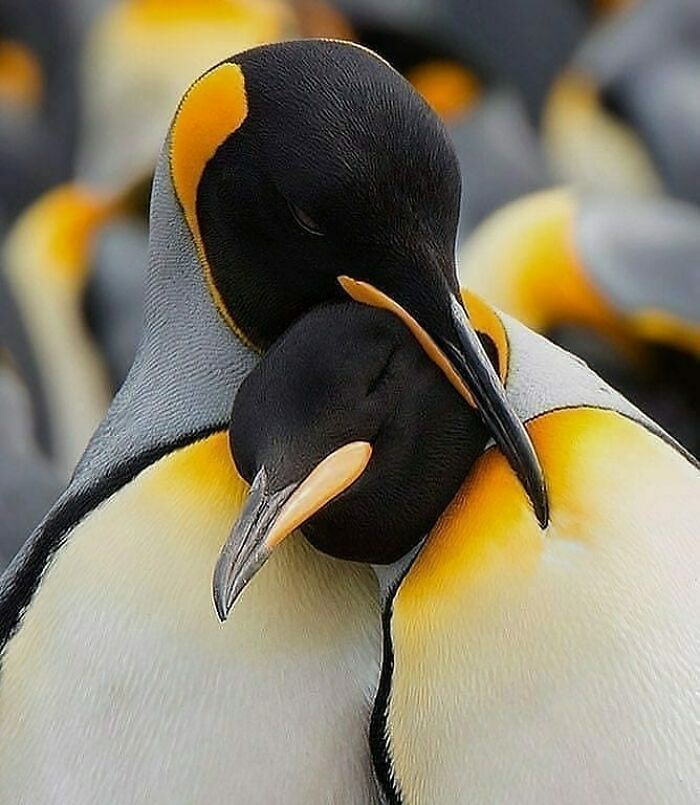 Wait, They Actually Ranked That?! 50 Birds So Stunning You'll Do a Double Take