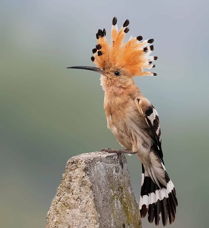 Wait, They Actually Ranked That?! 50 Birds So Stunning You'll Do a Double Take