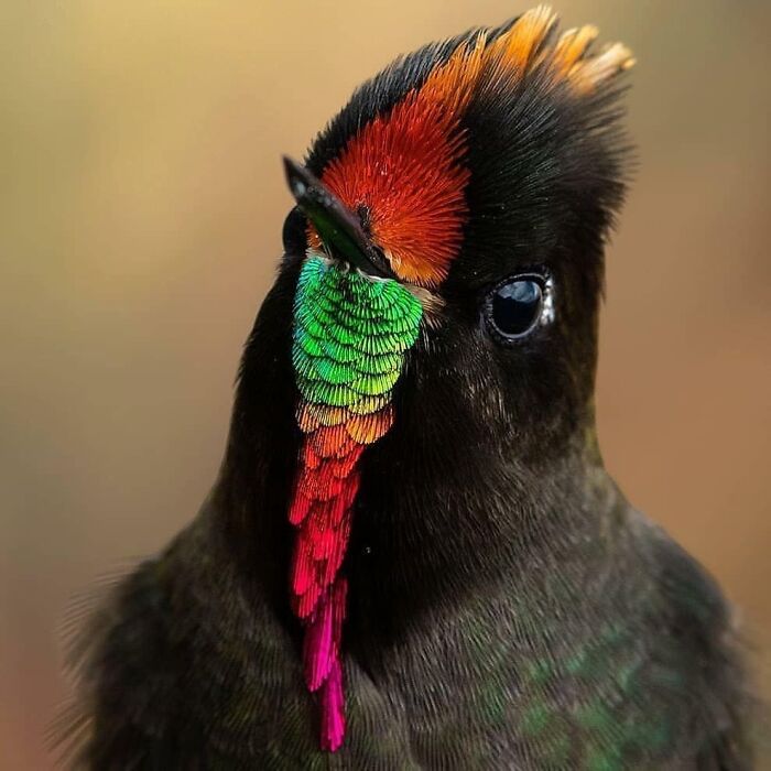 Wait, They Actually Ranked That?! 50 Birds So Stunning You'll Do a Double Take