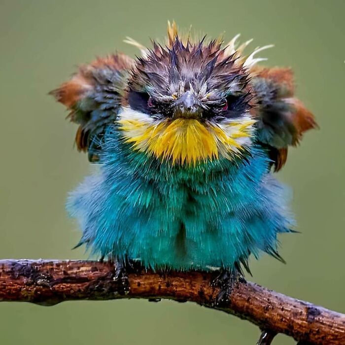 Wait, They Actually Ranked That?! 50 Birds So Stunning You'll Do a Double Take