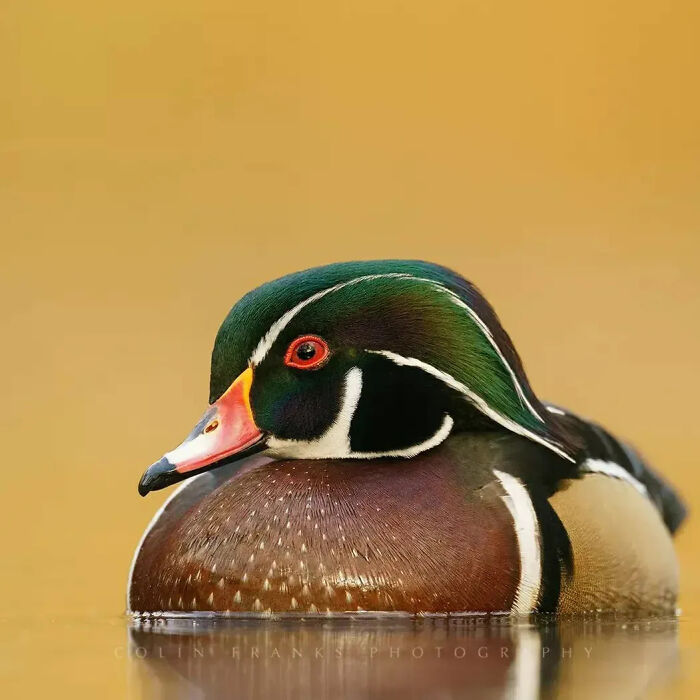Wait, They Actually Ranked That?! 50 Birds So Stunning You'll Do a Double Take