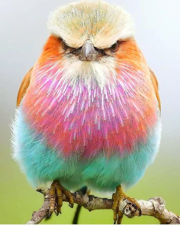 Wait, They Actually Ranked That?! 50 Birds So Stunning You'll Do a Double Take