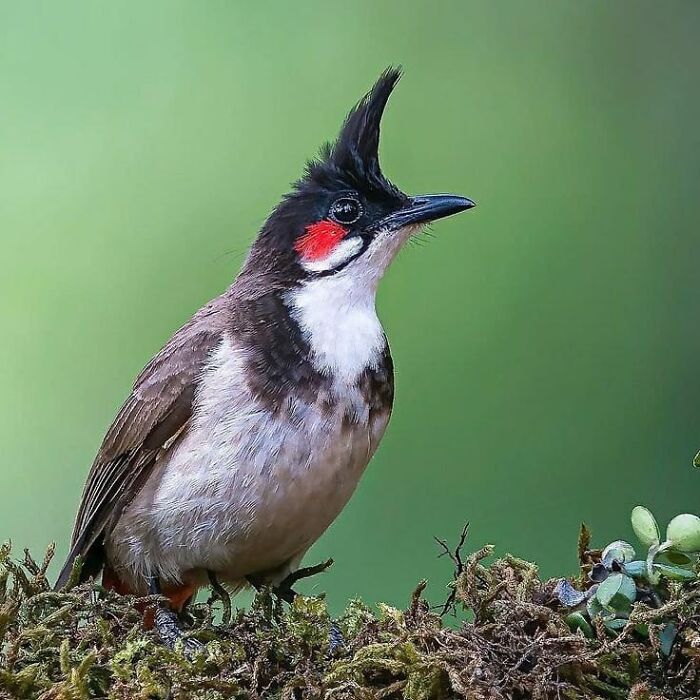Wait, They Actually Ranked That?! 50 Birds So Stunning You'll Do a Double Take