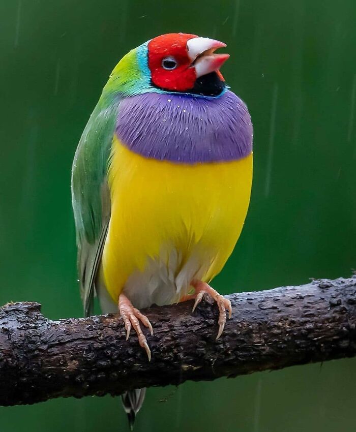 Wait, They Actually Ranked That?! 50 Birds So Stunning You'll Do a Double Take