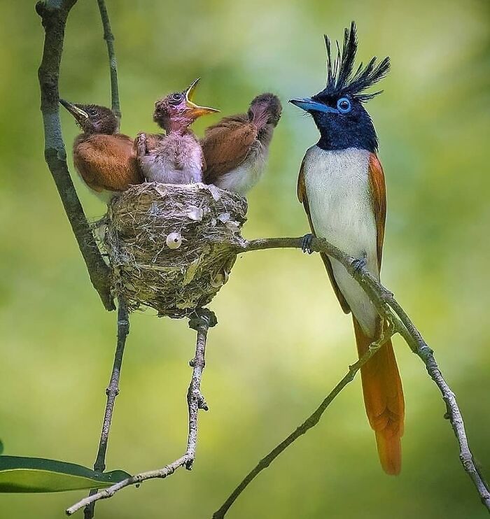 Wait, They Actually Ranked That?! 50 Birds So Stunning You'll Do a Double Take